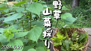 【山菜・野草採り】美味しい野草カラムシを天ぷらやお菓子に！ [upl. by Leschen]