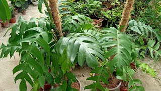 Monstera Deliciosa Plant Alternative Monstera Dragon Tail  Epipremnum Pinnatum [upl. by Giffy]