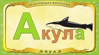 Мультипедия животных  Буква А  Акула [upl. by Artsa]