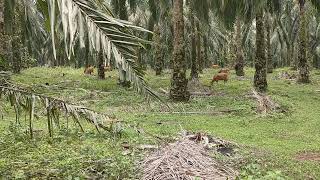 GEMBALA SAPI SORE HARI DI KEBUN SAWIT TINGGI [upl. by Nil]