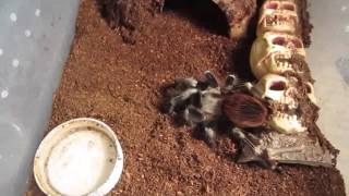 Nhandu chromatus Rehousing And Molts [upl. by Alimat]