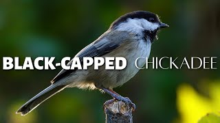 The Blackcapped Chickadee One of the Beloved Birds of North America [upl. by Past655]