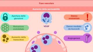 Reazione vascolare in corso di infiammazione [upl. by Delwin865]