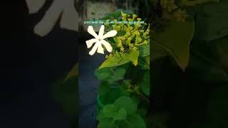 malargal keten vanamey thanthana😇✨music song feel nature slowed flowers [upl. by Abba]