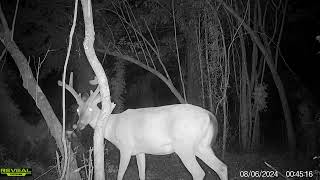 Maurepas Swamp WMA Trail Cam Videos JulyAug [upl. by Notsecnirp845]