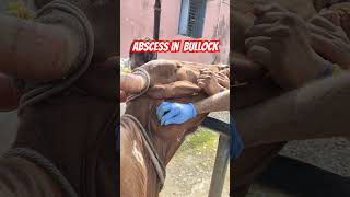 Abscess in bullock l Actinomycosis l Abscess drainage in bullock l DrMandloi [upl. by Assed544]