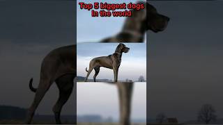 Top 5 biggest dogs in the world [upl. by Gristede939]