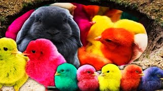 LUCU SEKALI ðŸ£ðŸŒˆAyam Lucu Ayam Warna WarniAyam Rainbow GokilKura Kura LucuBebek Wek WekHewan Lucu [upl. by Gladi]