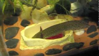 Axolotl feeding tutorial 33 [upl. by Cowan]