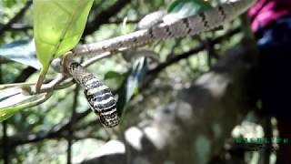 Sri lankan flying snake Chrysopelea taprobanica Dangara Danda [upl. by Nicholson654]