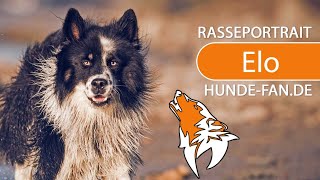 ► Elo Hund 2018 Rasse Aussehen amp Charakter [upl. by Asyen]