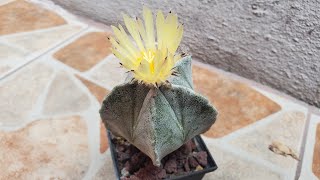 Astrophytum Myriostigma Flor Julio 2024 [upl. by Adnahsam]