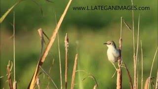 Rufouswinged Cisticola Cisticola galactotes [upl. by Dosi]