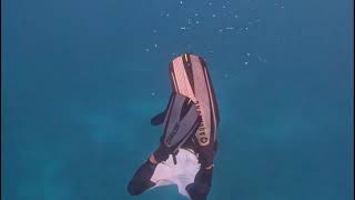 Listen to these Red Sea Dolphins 🐬 [upl. by Ahsuatal]