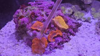 Simple Reef Build EP 8  First Water Change On The Red Sea Max Nano Peninsula  Feeding Coral [upl. by Yenobe]