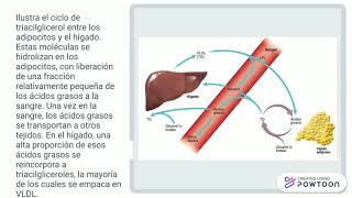 SINTESIS DE TRIACILGLICEROLESpptx [upl. by Ellehc]