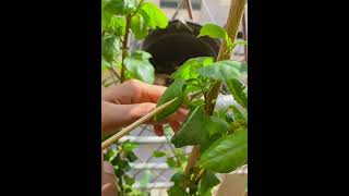 Removing mealy bug from my hibiscus plantasmr satisfying plant videoasmrsatisfyingvideo [upl. by Dichy]