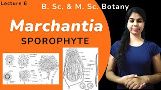 Marchantia  SPOROPHYTE  in Hindi  Botany  B Sc amp M Sc [upl. by Arvy]