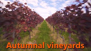 Autumnal vineyards Bensheim Germany [upl. by Esertal]