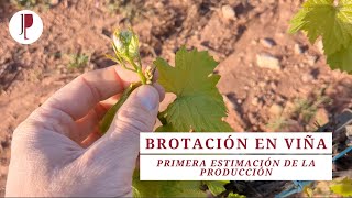 Brotación en viña Primera estimación de la producción [upl. by Anatsirhc]