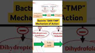 Bactrim SMXTMP Mechanism of Action [upl. by Anom598]