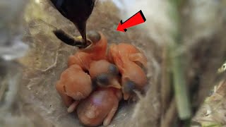 Zitting cisticola bird feeding worm to babies BirdsofNature107 [upl. by Soloman]