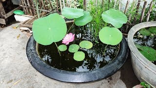 Making A Pond in a Pot  Build a Container Water Garden [upl. by Llevart412]