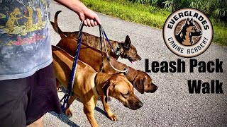 Pack Walking Three Dogs On Leash  Rhodesian Ridgebacks  Naples FL [upl. by Landau]