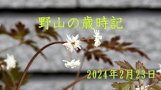 野山の歳時記 春の兆しを知らせる花たち 2024年2月23日 [upl. by Anreval]