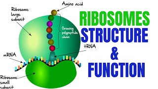 Ribosomes  Ribosomes function and structure [upl. by Saitam]