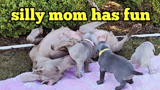 Funny Weimaraner being silly rolling around and playing with her puppies [upl. by Karisa]