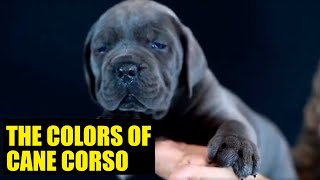 The COLORS of CANE CORSO [upl. by Uwton]