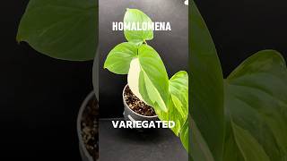 Homalomena maggy variegated philodendronfanatic plants garden philodenron plantsplants [upl. by Rene]