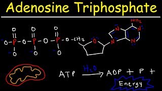 ATP  Adenosine Triphosphate  Cell Energy [upl. by Clary]