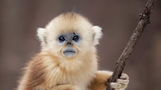 The Monkey With Blue Skin and No Nose  Seven Worlds One Planet  BBC Earth [upl. by Ydahs793]