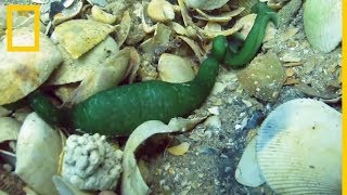 El Bonellia viridis un gusano marino con un movimiento hipnótico  National Geographic en Español [upl. by Neerual]