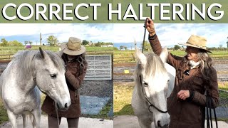 How to put a Headcollar  Halter on  back to basics [upl. by Kask]