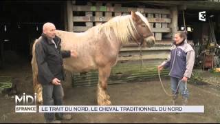 ANIMAUX  Le trait du nord le cheval traditionnel du nord [upl. by Mathre]