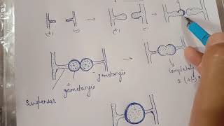 Gametangial copulation in Fungi Dr Govind Kumar Barupal [upl. by Fennie]