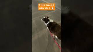 I Taught My Dog How To Cross Busy Intersections Stay In The Lines 🤣 dog training animals [upl. by Pulchia]