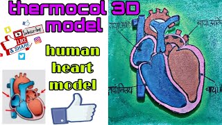 how to make 3D thermocol model human heart मानव ह्रदय संरचना थर्मोकोल मॉडलviral trending youtube [upl. by Platon]