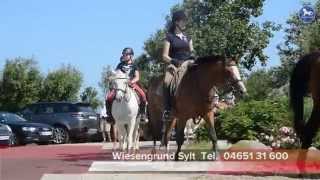 Reitstall Wiesengrund Sylt [upl. by Nibur]