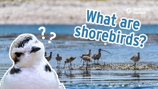 Shorebirds 101  What are shorebirds [upl. by Atnohsal]