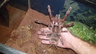 Handling Burgundy Goliath Birdeater Tarantula  Dont Try this at Home [upl. by Anyrb]