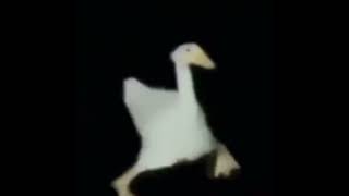 Cute pato fypage pato meme fypシ゚ fypシ゚viral funny cute little duck pinterest [upl. by Ainesey]