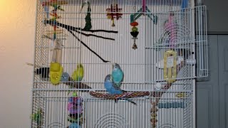 Cage Setup for Budgies Part 1 Choosing a Cage and Perches [upl. by Ness]