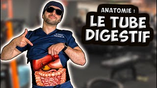 ANATOMIE  L’APPAREIL DIGESTIF 🍖 [upl. by Gladstone]