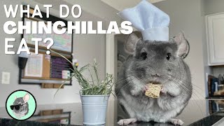 What Do Chinchillas Eat  The Official Chinchilla Care Series [upl. by Euqinwahs]