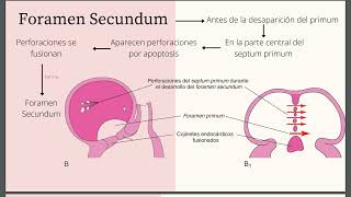 Embriología de Sistema Cardiovascular 2 [upl. by Giulio]