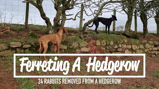 Ferreting A Hedgerow  24 Rabbits Removed [upl. by Luben]